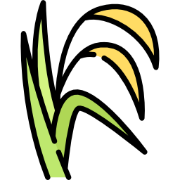 Riszkorpa olaj és kivonat